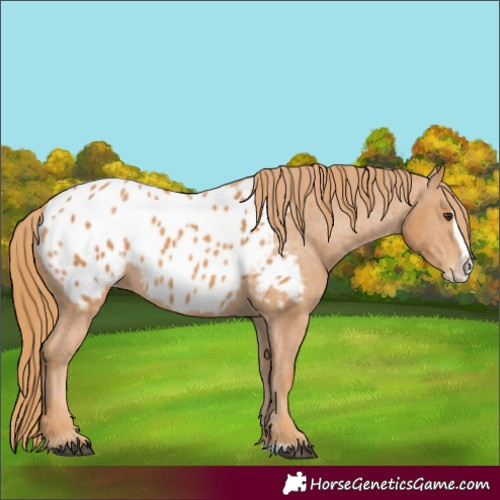 Horse Color:Chestnut Splash Appaloosa 