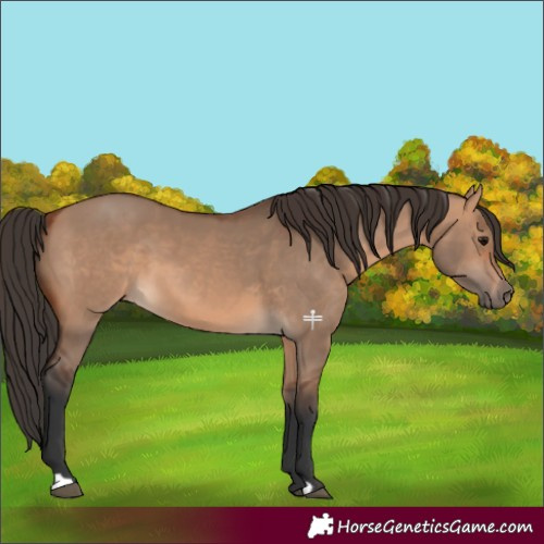 Horse Color:Bay Dun