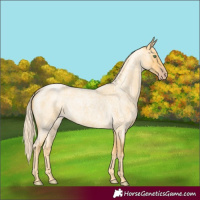 Horse Color:Gold Cream Champagne Roan 