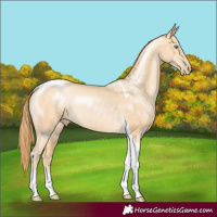 Horse Color:Buckskin Pearl Tobiano Rabicano 