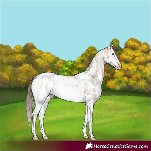 Horse Color:Amber Champagne Sabino Splash Blanket Rabicano 