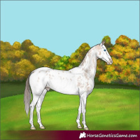 Horse Color:Amber Champagne Sabino Splash Appaloosa Rabicano 