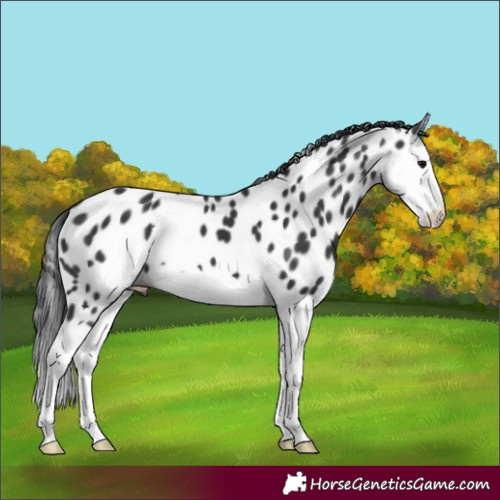 Horse Color:Black Splash Near Leopard 
