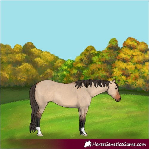 Horse Color:Bay Dun 