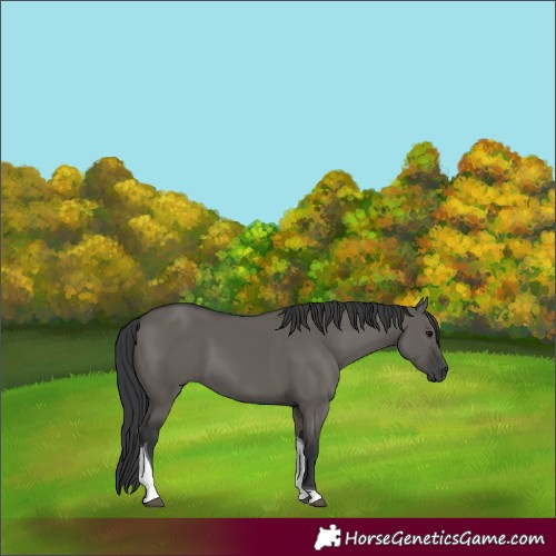 Horse Color:Grullo Tobiano