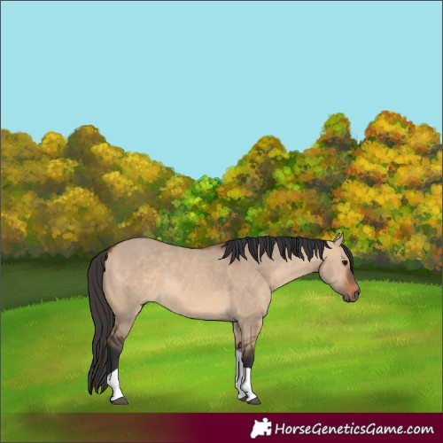 Horse Color:Bay Dun Tobiano 