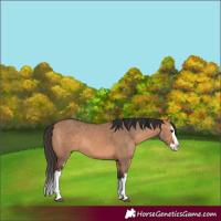 Horse Color:White Spotted Bay Dun Splash 