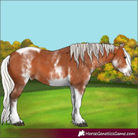 Horse Color:White Spotted Silver Bay Splash Tobiano 