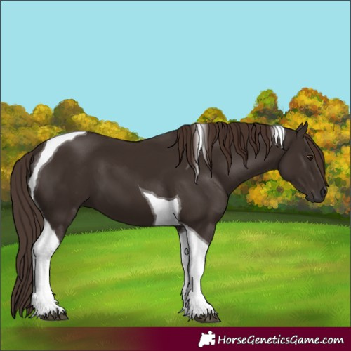 Horse Color:Liver Chestnut Tobiano 