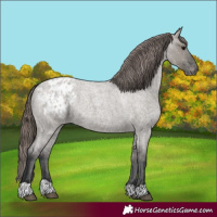 Horse Color:Grullo Roan Blanket 
