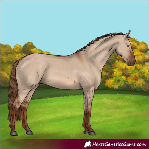 Horse Color:Red Dun Rabicano 