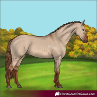 Horse Color:Red Dun Rabicano