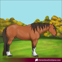 Horse Color:White Spotted Bay 