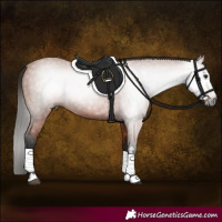 Horse Color:Gray Bay