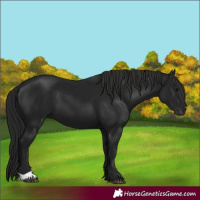 Horse Color:Gray Black 