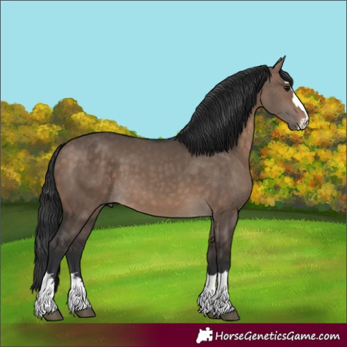 Horse Color:Brown Dun 