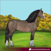 Horse Color:Brown Dun 