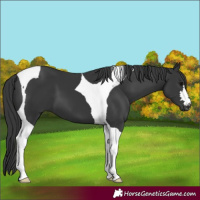 Horse Color:Black Tobiano 