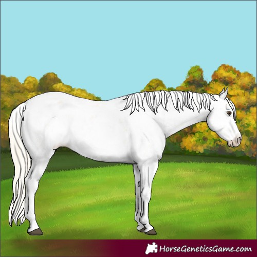 Horse Color:Palomino Sabino Varnish