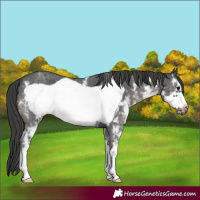 Horse Color:Black Sabino Frame 