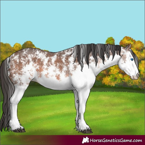 Horse Color:Brown Sabino Splash 