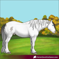 Horse Color:Grullo Splash Tobiano 