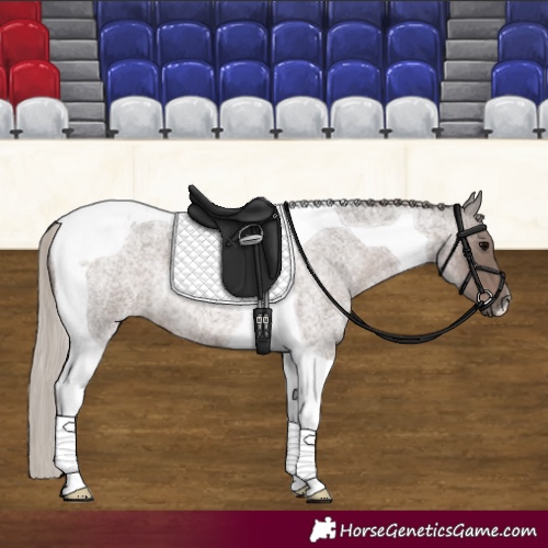 Horse Color:Silver Blue Roan Tobiano 