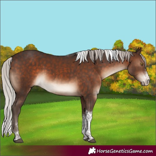 Horse Color:Silver Brown Sabino Tobiano 