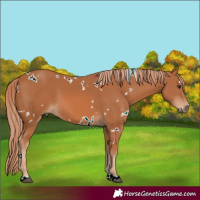 Horse Color:White Spotted Chestnut 