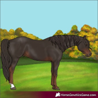 Horse Color:Liver Chestnut