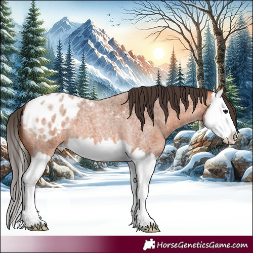 Horse Color:Bay Roan Splash Appaloosa 