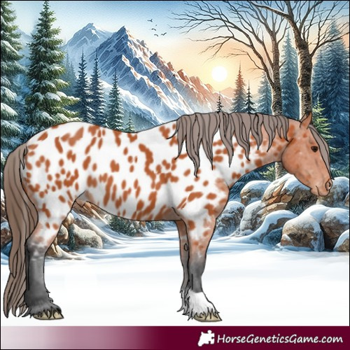 Horse Color:Bay Appaloosa 