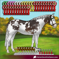 Horse Color:White Spotted Silver Brown Sabino Splash 