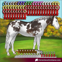 Horse Color:White Spotted Silver Brown Sabino Splash 