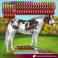 Horse Color:White Spotted Silver Brown Sabino Splash