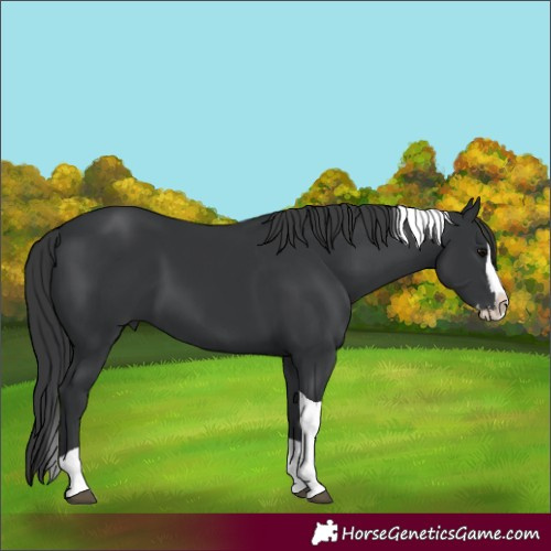 Horse Color:Unknown 
