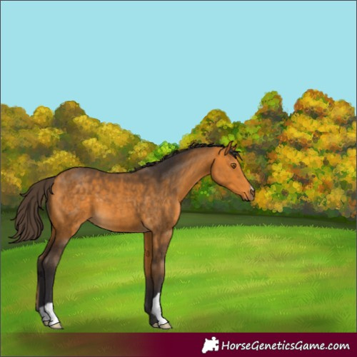 Horse Color:Unknown 
