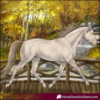 Horse Color:Perlino Dun 