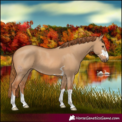 Horse Color:Red Dun 