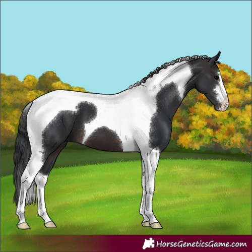 Horse Color:Brown Tobiano