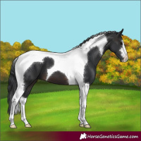 Horse Color:Brown Tobiano 