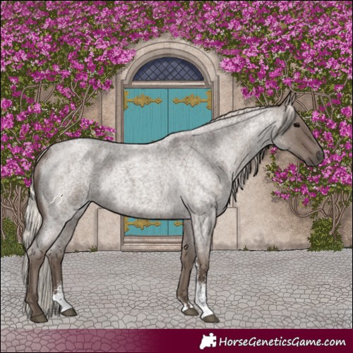 Horse Color:Silver Blue Roan Sabino 