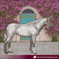 Horse Color:Silver Blue Roan Sabino 