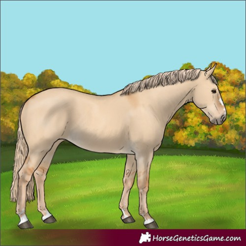 Horse Color:Red Dun 