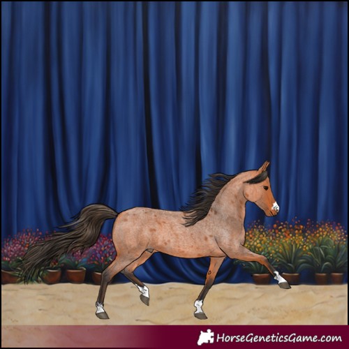 Horse Color:Bay Roan 