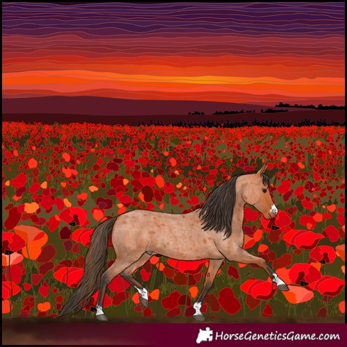 Horse Color:Bay Roan 