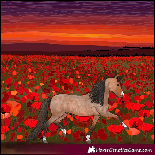 Horse Color:Bay Roan 