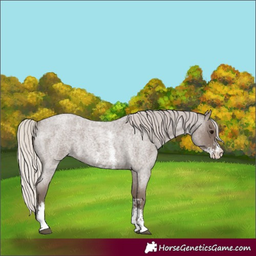 Horse Color:Silver Blue Roan Sabino 