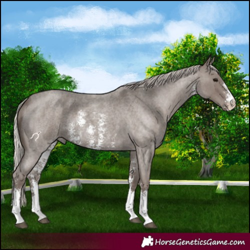 Horse Color:Silver Blue Roan Sabino 