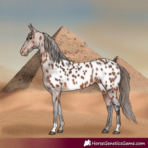 Horse Color:Bay Appaloosa 